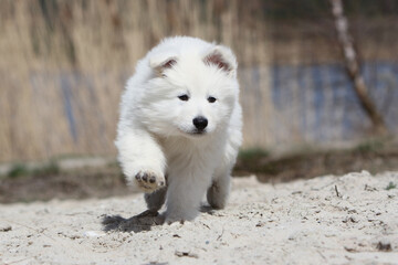Chiot Berger Blanc Suisse qui court dans les dunes
