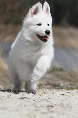Chiot Berger Blanc Suisse qui court dans les dunes