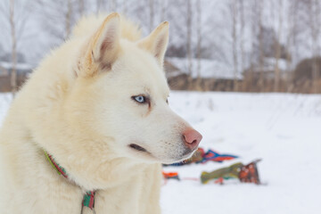 Portrait of a white husky dog in winter in the snow