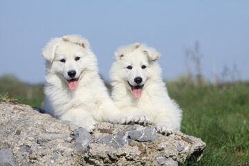 Deux chiots  Berger Blanc Suisse tout mignon  © Dogs