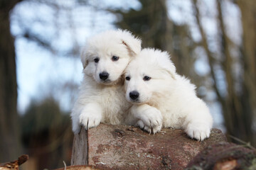 Deux chiots  Berger Blanc Suisse tout mignon 