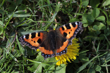 Small tortoisehell butterfly