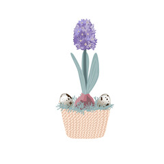 Blue hyacinth in pot isolated on white background decorated with quail eggs and moss. Bulb spring flower vector illustration, Easter design element
