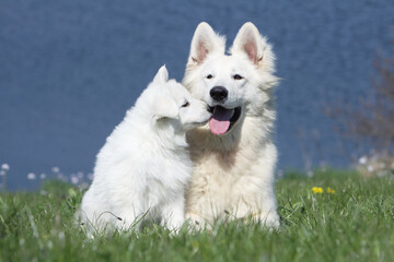 Berger Blanc Suisse adulte et chiot au bord d'un étang