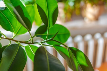 Indoor potted fresh plants on the windowsill in the sunlight.
