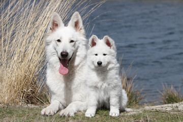 Berger Blanc Suisse adulte et chiot au bord d'un étang