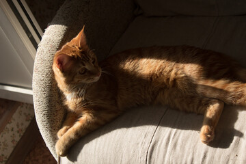A red cat lies on a gray sofa. The rays of the sun fall on the cat. Cat basking in the sun.