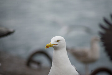 seagull in flight