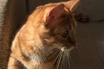 A red cat lies on a gray sofa. The rays of the sun fall on the cat. Cat basking in the sun.