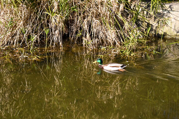 ducks on the river