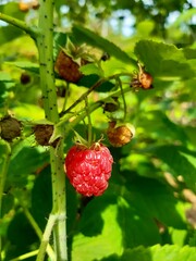 Branch of ripe raspberries in garden. Red sweet berries growing on raspberry bush in fruit garden