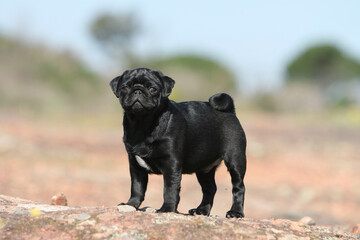 Jeune Carlin noir de bout de profil © Dogs