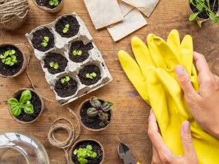 Basil seedlings in biodegradable pots on wooden table. Top view on green plants in peat pots and...