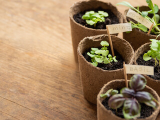 Basil seedlings in biodegradable pots on wooden table. Green plants in peat pots. Copy space.