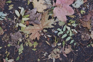 Dry Foliage on the Pavement Decayed