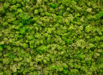 Obraz premium Natural moss in nature. Green moss background texture