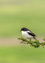 Obraz premium Northern Fiscal (Lanius humeralis) female in Ngorongoro, Tanzania