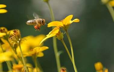 Biene mit Pollenhöschen beim Pollen sammeln