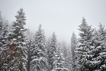 Spruce forest at winter time in the mountains