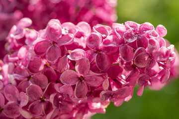 Blooming lilac in dew drops of pure water.