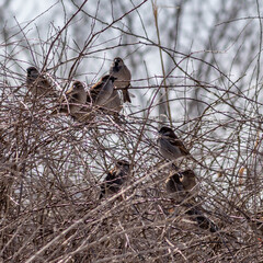 A flock of sparrows on bush branches