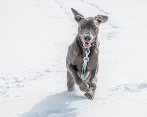 Weimaraner Jagdhund tobt und spielt im Schnee 