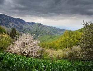 Fototapeta premium Landscape of blossom apple tree in the mountain