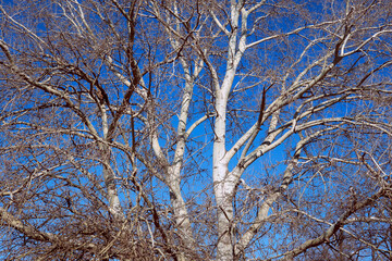 Winter White Tree on the Bright Day