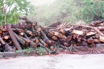 Wood pile, tree trunk, harvested in the forest