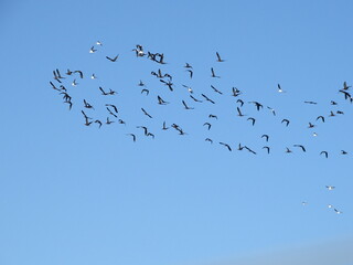 aves volando en grupo por el cielo azul apoyo diversidad inclusion