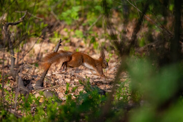 wiewiórka, squirrel, skacząc wiewiórka, dzika natura, przyroda, las, forest, zwierzak, park © Foto Kadr