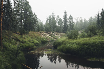 River and forest on an early summer morning in fog