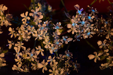 bright white little flowers in ultraviolet light on a dark background