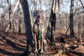 Weimaraner Jagdhund im Wald