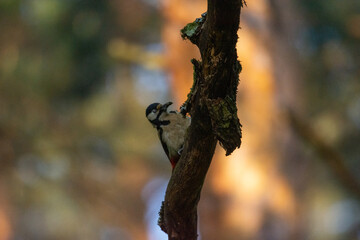 Dzięcioł © Foto Kadr