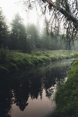 River and forest on an early summer morning in fog