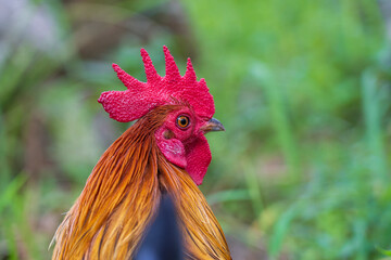 Portrait of a brown cock in the garden on a green background. Close-up