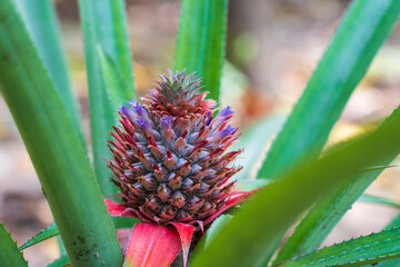 Pineapple baby flower and green leaves in the farm garden, small tropical fruit close up