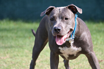 pit bull dog playing in the park. Sunny day