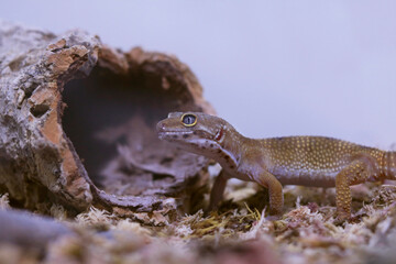 Little leopard gecko walking in his terrarium. Trunk in the background