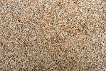 birdseed seller 