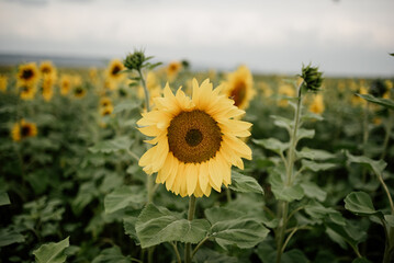 Sunflower against the background of a large field of sunflowers