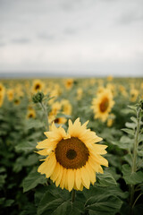 Sunflower against the background of a large field of sunflowers