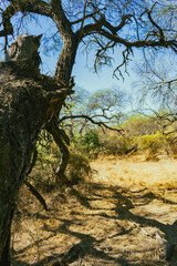 sequia extrema en monte con plantas de algarrobos 