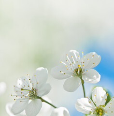 Spring day.  Cherry blossoms. White flowers, close-up