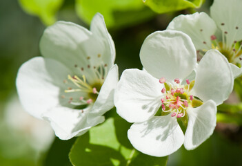 Naklejka na ściany i meble Spring day. Flowers of apple tree, close-up