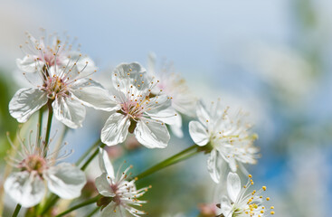 Sunny spring day.  Cherry blossoms. White flowers, close-up