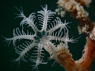 Isolated white coral polyp close up