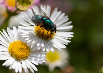 fly on flower