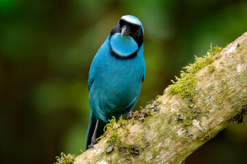 Turquoise jay, Cyanolyca turcosa, detail portrait of beautiful blue bird from tropic forest, Guango, Ecuador. Close-up bill portrait of jay in the dark tropic forest.